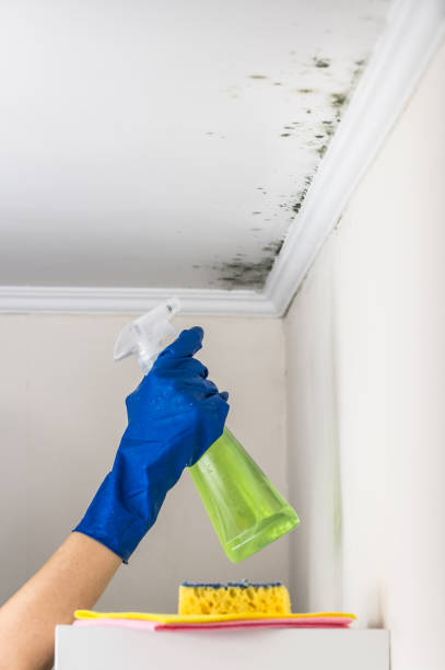 Why You Should Choose Our Mold Remediation Services in Falling Water, TN